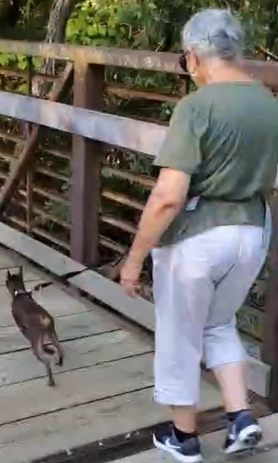 Get walked