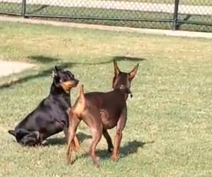 Dog park