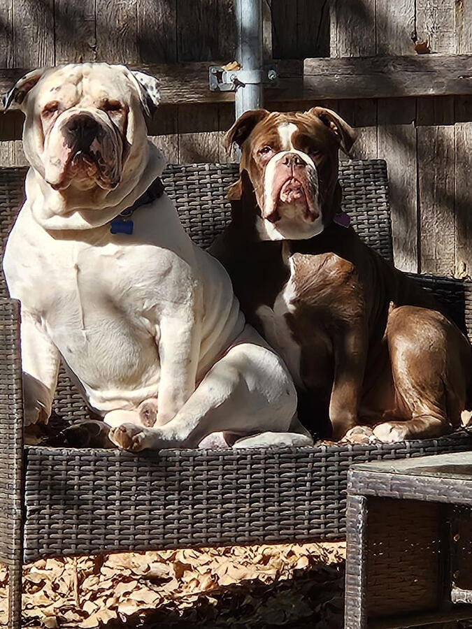 Chill at sitters home